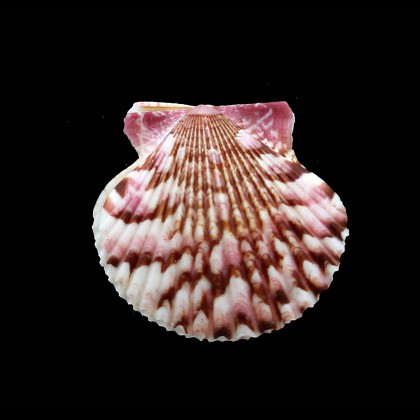 gibbus 47,0mm