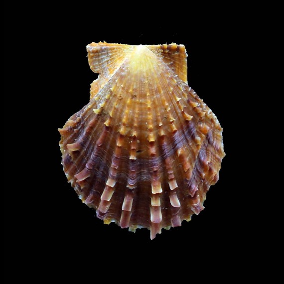 livida 55,0mm