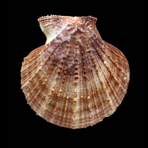 farreri 106,0mm BIG