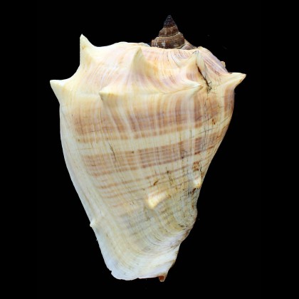 melongena 118,0mm