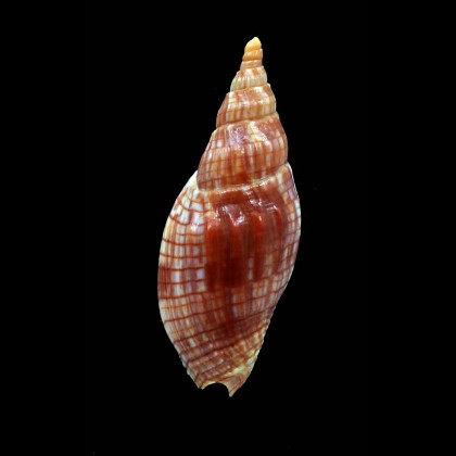 cloveriana 65,0mm