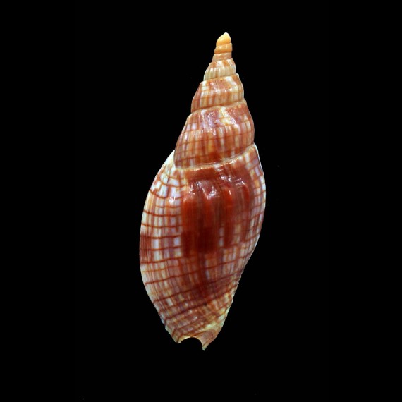 cloveriana 65,0mm