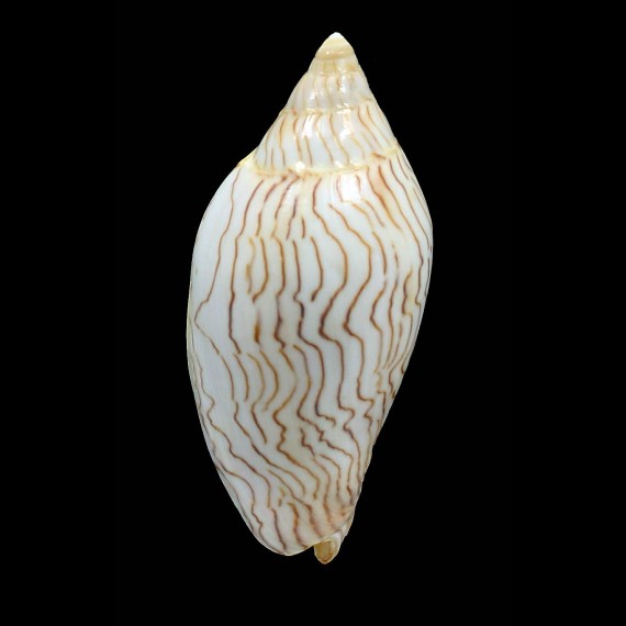 undulata 84,0mm