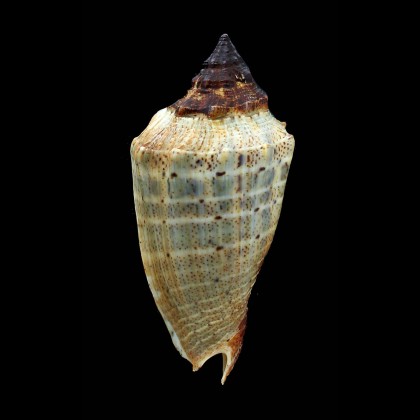 virescens 87,0mm