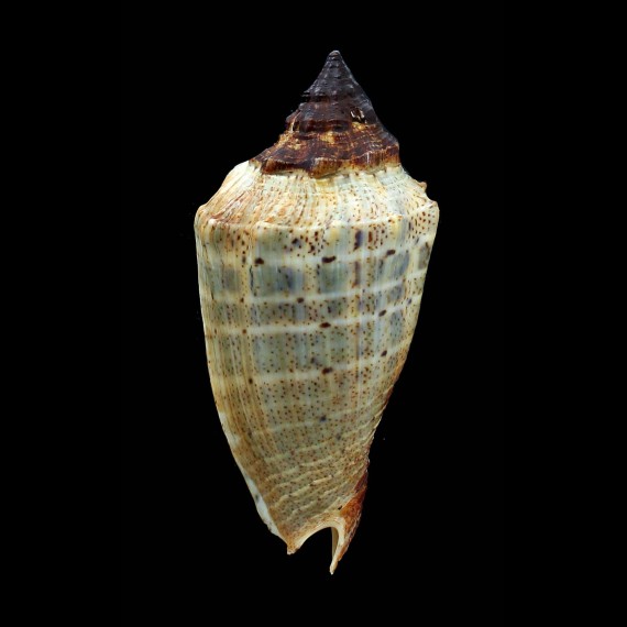 virescens 87,0mm