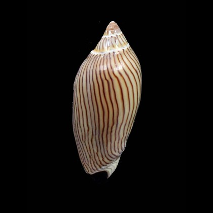 jamrachi 67,0mm