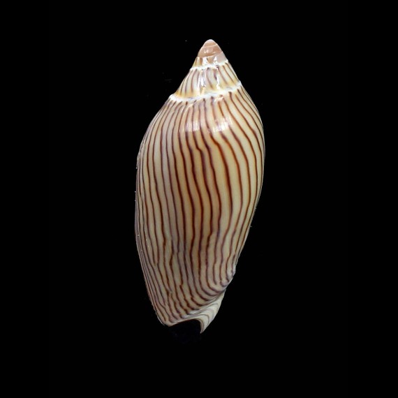 jamrachi 67,0mm