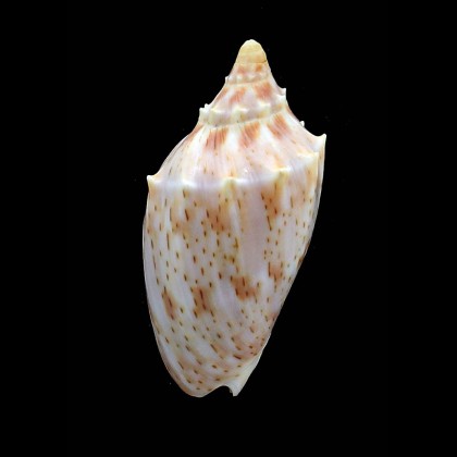 pulchra wisemani randalli 56,0mm