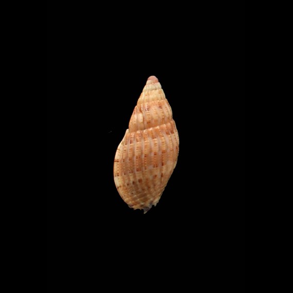brianoi 32,0mm LIVE
