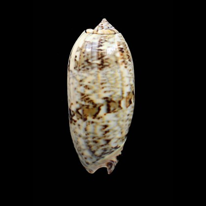 sericea granitella 75,5mm