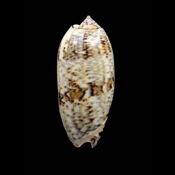 sericea granitella 75,5mm