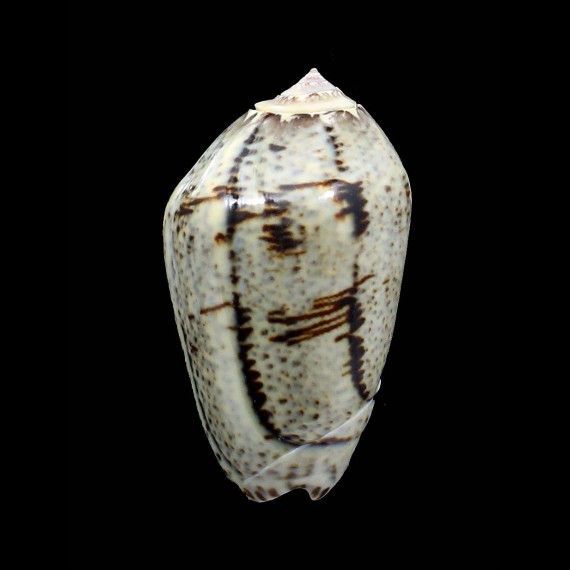 incrassata 62,0mm SUPERB