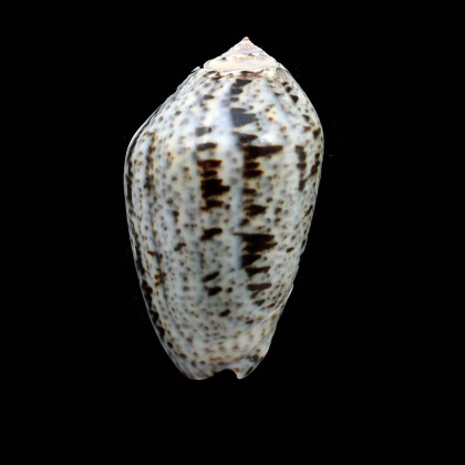 incrassata 74,0mm BIG