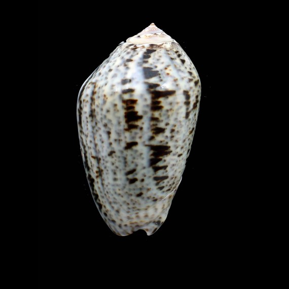 incrassata 74,0mm BIG