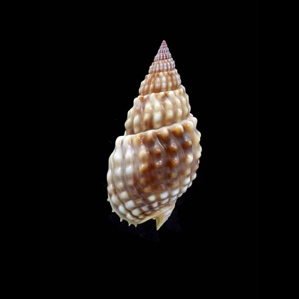 papillosus 44,7mm