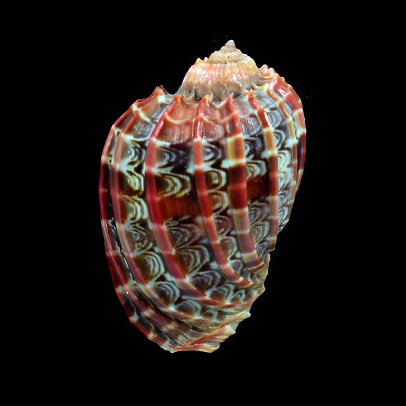 cabriti 68,0mm RED FORM
