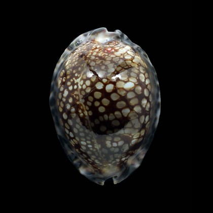maculifera 70,0mm DARK