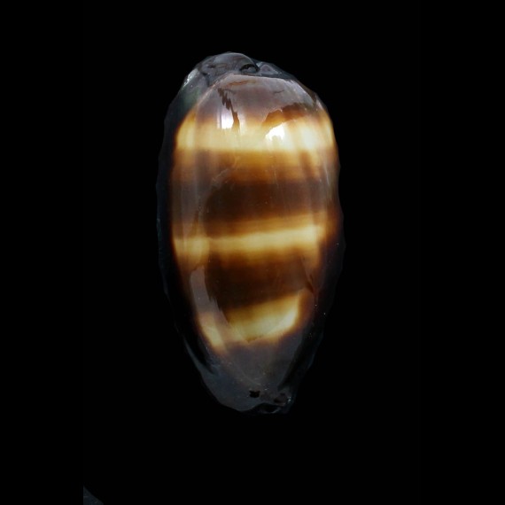 talpa lutani 67,0mm
