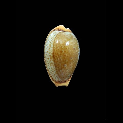 spurca 31,0mm