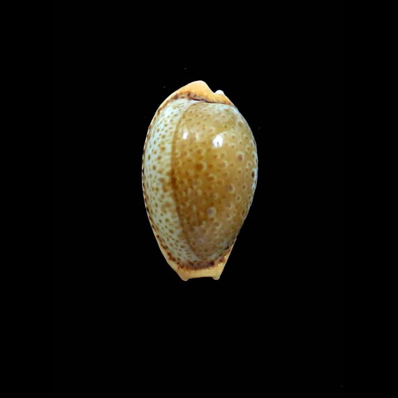spurca 31,0mm