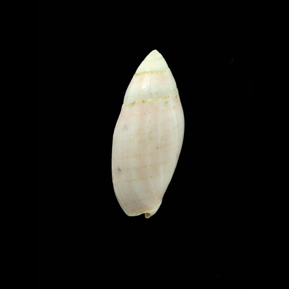 nucea 64,0mm BIG
