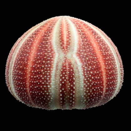 esculentus 128,0mm