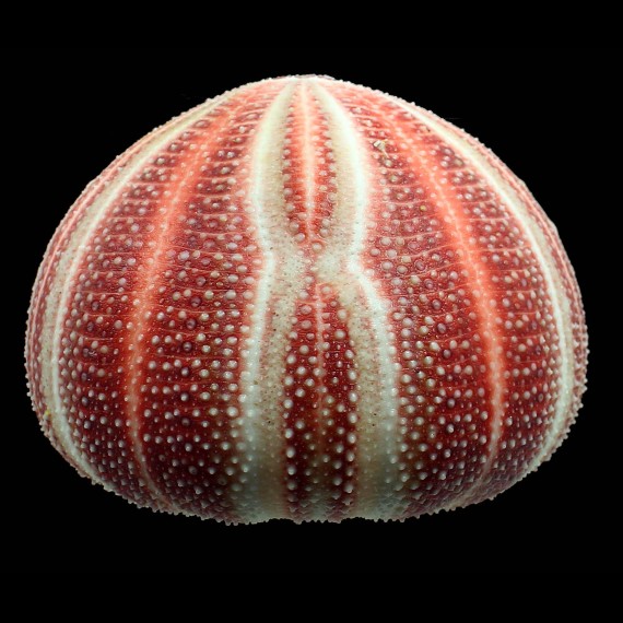 esculentus 128,0mm