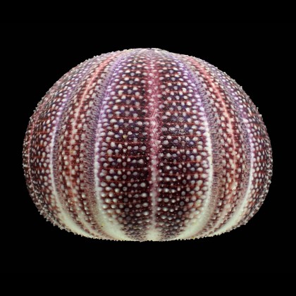 esculentus 124,0mm SUPERB