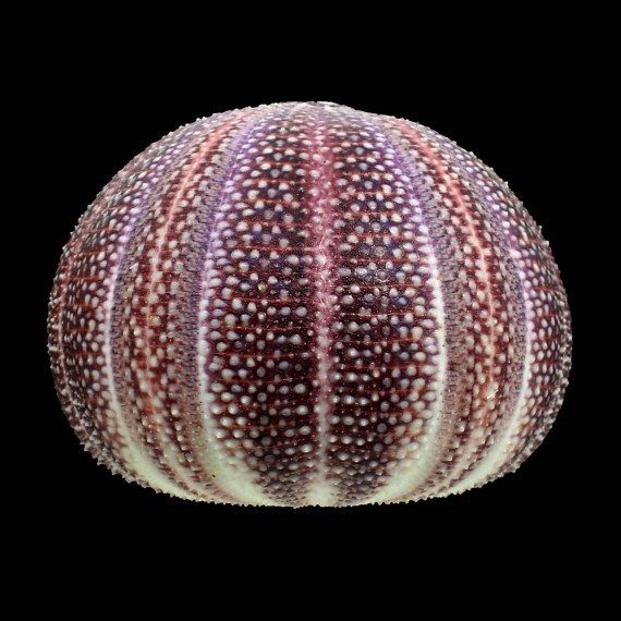 esculentus 124,0mm SUPERB
