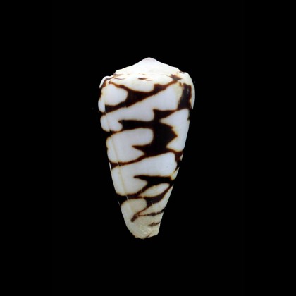 marmoreus "batard"49,0mm