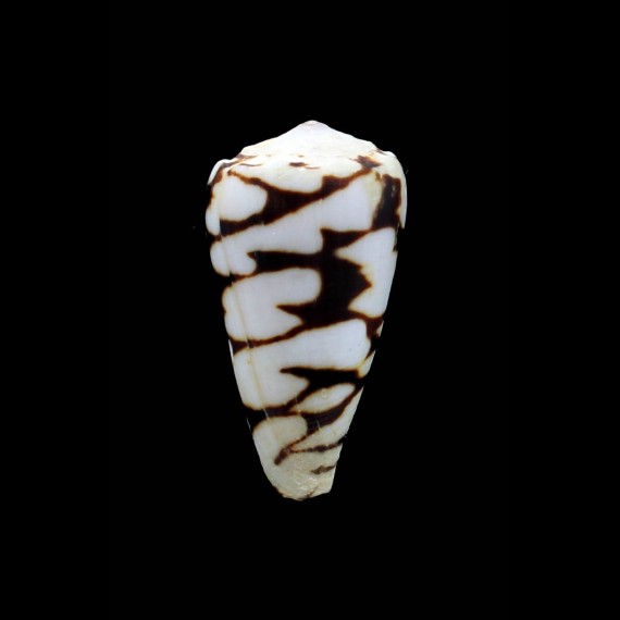 marmoreus "batard"49,0mm
