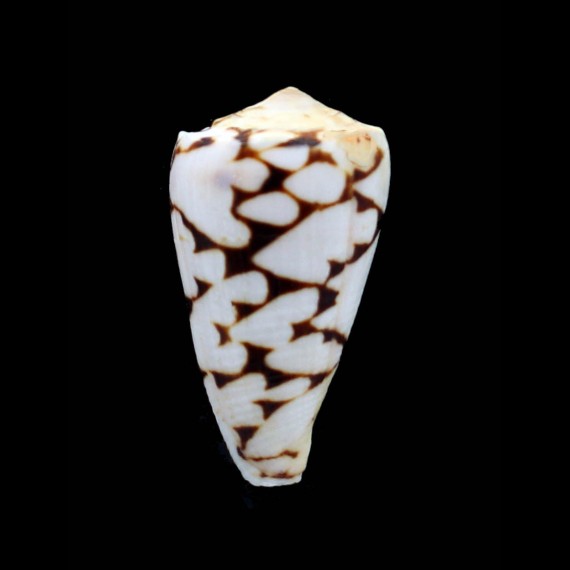 marmoreus "batard" 55,0mm