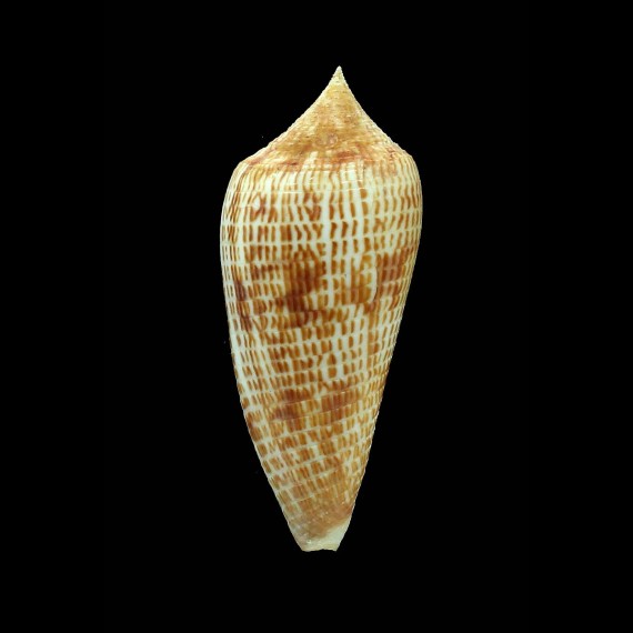armadillo 71,0mm SPECIAL COLOR