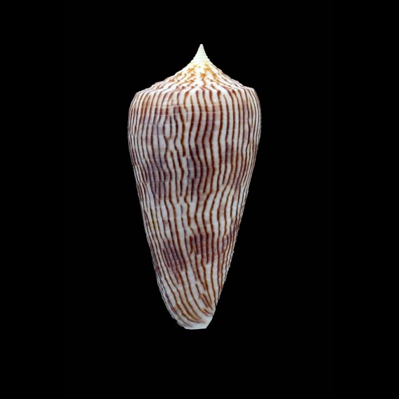 kuroharai 57,4mm