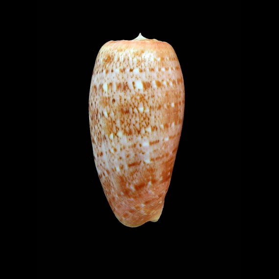 bullatus 64,0mm