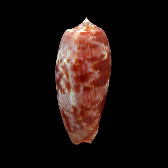 bullatus pongo 63,4mm BIG