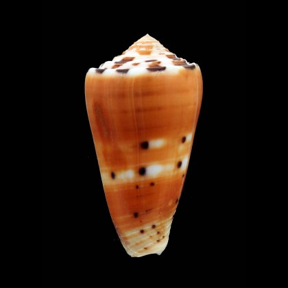 barthelemyi 70,0mm