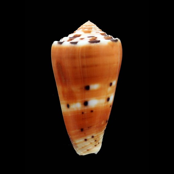 barthelemyi 70,0mm