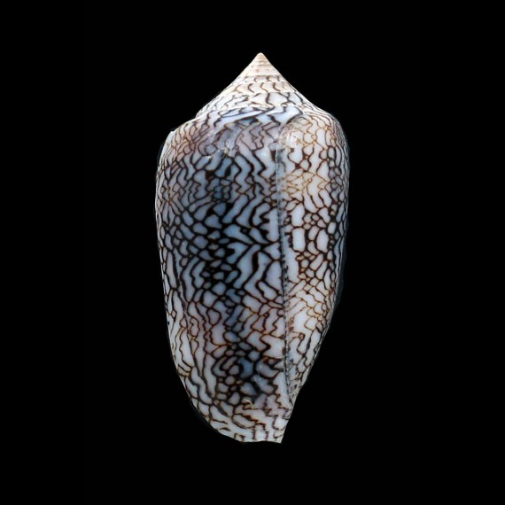 archiepiscopus 62,0mm