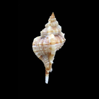 carolynae 50,5mm UNCOMMON