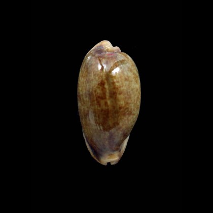 caurica fuscorostrata 47,0mm