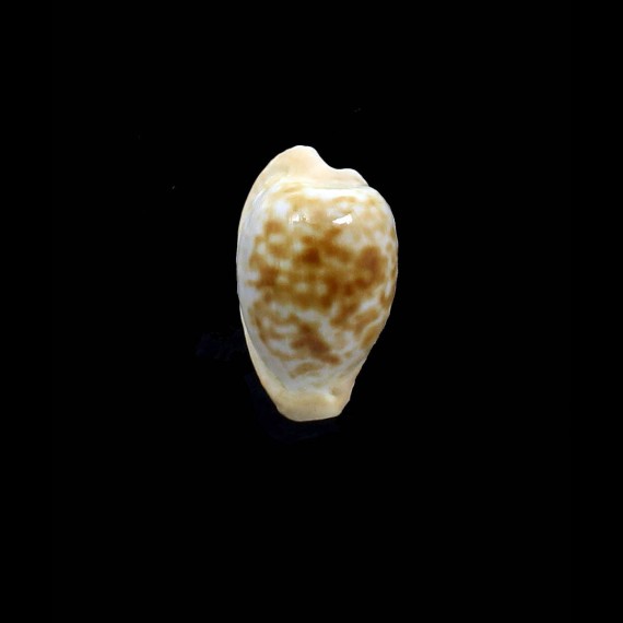 coronata debruini 32,0mm