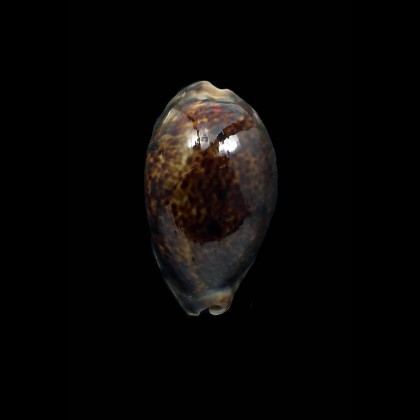 lynx 43,0mm DARK