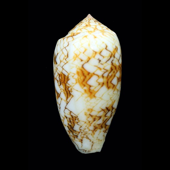 textile tricincta 72,7mm