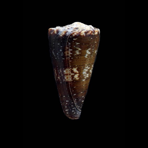 imperialis fuscatus 51,4mm EXCEPTIONAL