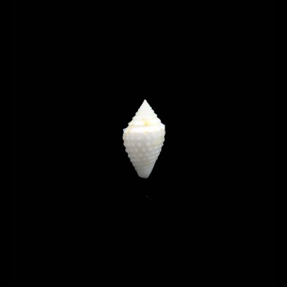 toincabrali 17,0mm RARE