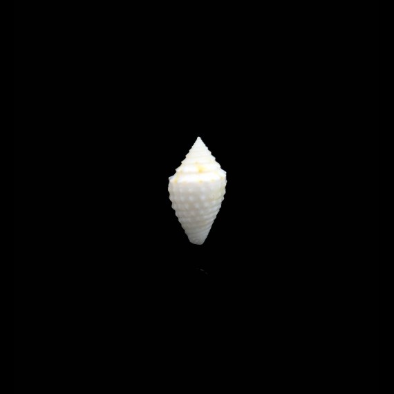 toincabrali 17,0mm RARE