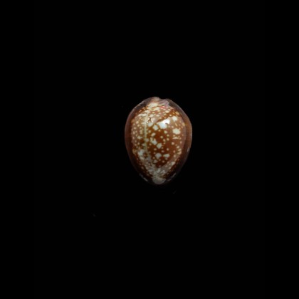 englerti 22,5mm DARK