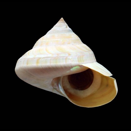 SP 95,0mm