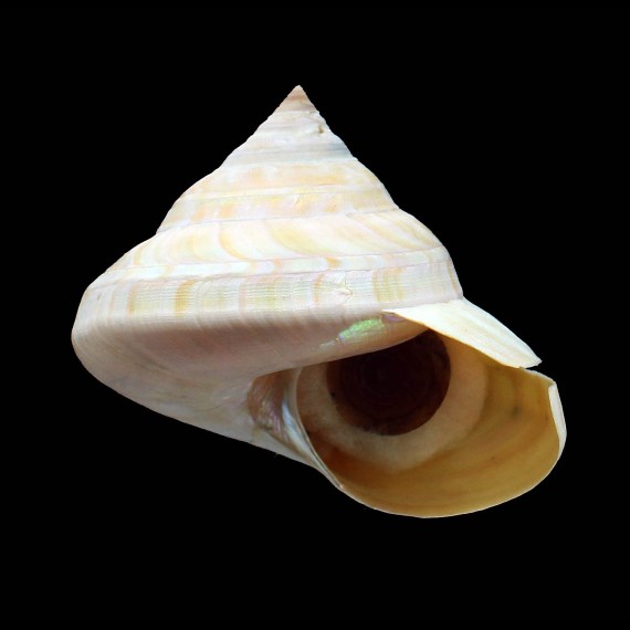 SP 95,0mm